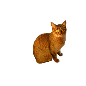 Domestic Tabby Cat Sitting On A Doorstep 17631 - Cat PNG image with transparent background