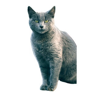 Elegant Gray Cat With Piercing Yellow Eyes In Tunisia 12405 - Cat PNG image with transparent background