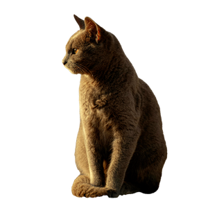 Related cat image: Elegant Grey Cat Posing In Sunlight Outdoors 17629