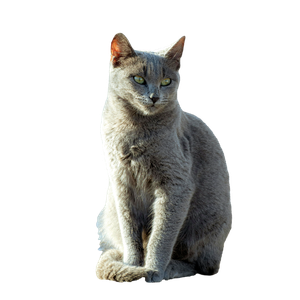 Related cat image: Elegant Grey Cat Sitting In Sunlight 15044