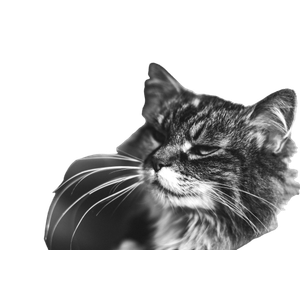 Face Of Cat – cat PNG with transparent background