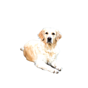 Fawn Labrador – cat PNG with transparent background