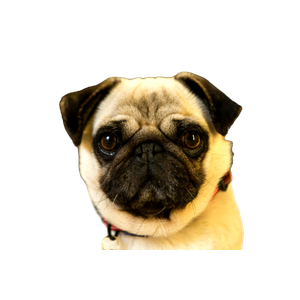 Related cat image: Fawn Pug 2