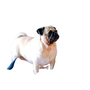 Related cat image: Fawn Pug On Bed