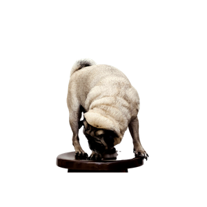 Related cat image: Fawn Pug On Stool