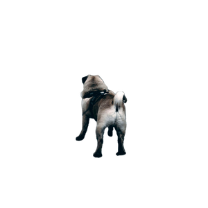 Related cat image: Fawn Pug On Street