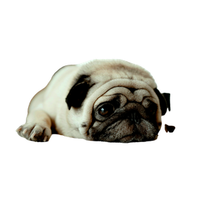 Related cat image: Fawn Pug Puppy Laying On Ground