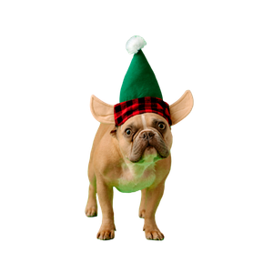 Fawn Pug Wearing Red And White Striped Santa Hat – cat PNG with transparent background