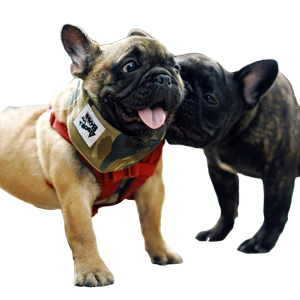 Related cat image: Fawn Pugs On Ground