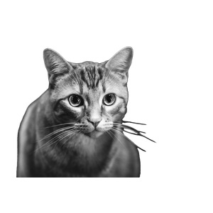 Focus Photo Of Gray Cat – cat PNG with transparent background