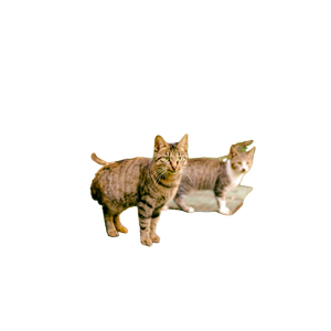 Four Brown Cats