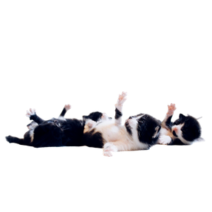 Four Tuxedo Kittens Playing – cat PNG with transparent background