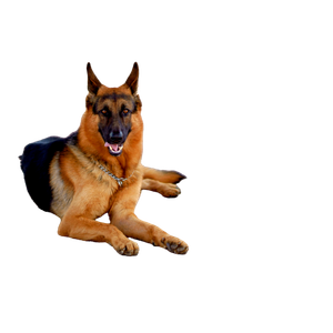 German Shepherd Lying On Bricked Floor – cat PNG with transparent background