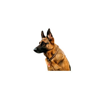 German Shepherd Near River And Trees – cat PNG with transparent background