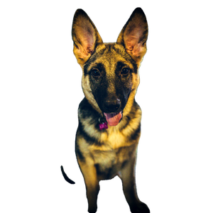 German Shepherd Puppy – cat PNG with transparent background