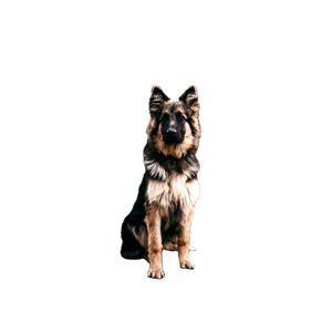 German Shepherd Sitting On Road Near Bushes – cat PNG with transparent background