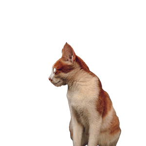 Ginger And White Cat In Warm Outdoor Setting 17700 - Cat PNG image with transparent background