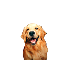 Golden Retriever – cat PNG with transparent background