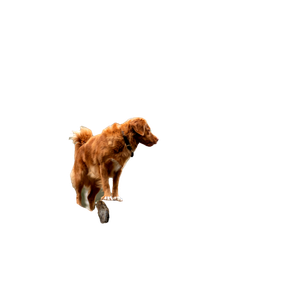 Golden Retriever On Top Of Pile Of Wood – cat PNG with transparent background