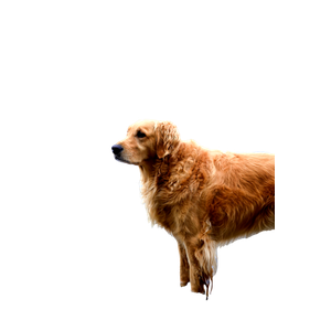 Related cat image: Golden Retriever On Water