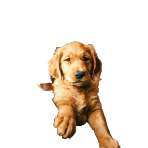 Golden Retriever Puppy On Persons Lap – cat PNG with transparent background