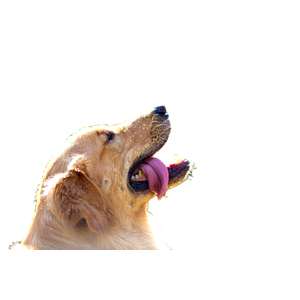 Golden Retriever With Water Droplets – cat PNG with transparent background