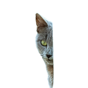 Gray Cat Peeking From Behind A Wall In Tunisia 17691 - Cat PNG image with transparent background