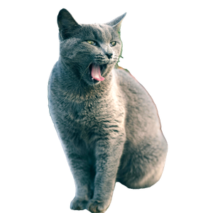 Gray Cat Yawning In Outdoor Garden Setting 12458 - Cat PNG image with transparent background