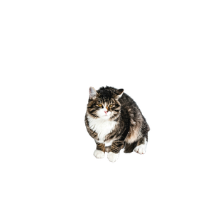 Gray Tabby Car Sits On Tree Log – cat PNG with transparent background