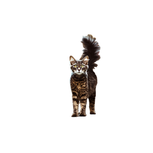 Gray And Brown Cat Near Stairs