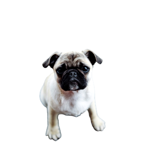 Gray And Brown Pug – cat PNG with transparent background