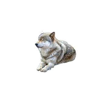 Gray And Brown Wolf