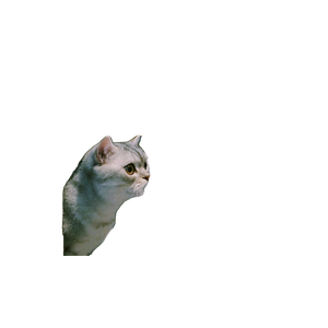 Gray And White Cat – cat PNG with transparent background