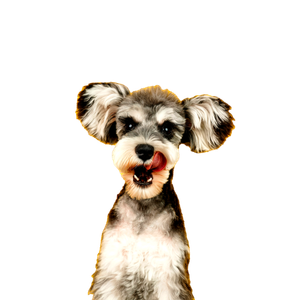 Gray And White Miniature Schnauzer – cat PNG with transparent background