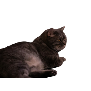 Gray And White Tabby Cat – cat PNG with transparent background
