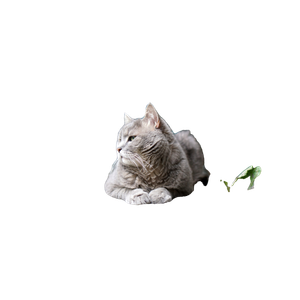 Gray Cat On Concrete Floor – cat PNG with transparent background