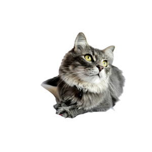 Gray Cat On White Textile – cat PNG with transparent background