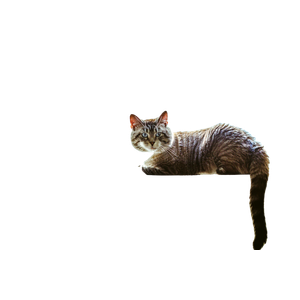Gray Cat On Window – cat PNG with transparent background