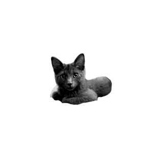 Gray Cat Sitting On Cloth – cat PNG with transparent background