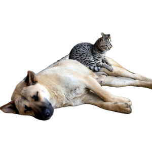 Gray Cat Sitting On Lying Brown Dog