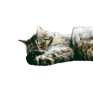 Gray Cat Sleeping On Mat – cat PNG with transparent background