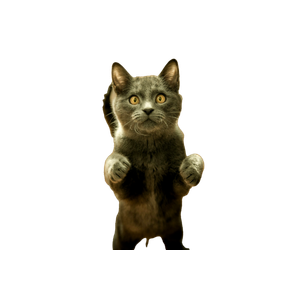 Gray Cat Standing In Two Feet – cat PNG with transparent background