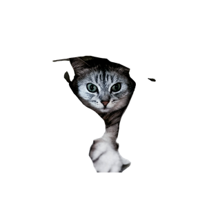 Gray Cat Under White Pillow – cat PNG with transparent background