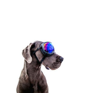 Gray Dog Wearing Black Snow Goggles – cat PNG with transparent background