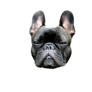 Gray French Bulldog – cat PNG with transparent background