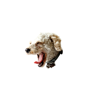 Gray Puppy – cat PNG with transparent background