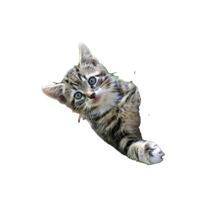 Gray Tabby Kitten On Tree – cat PNG with transparent background