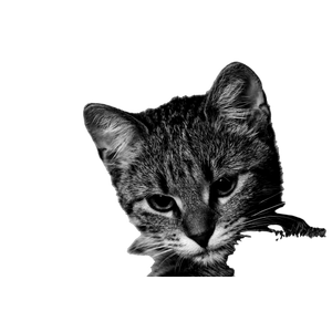 Grayscale Kitten – cat PNG with transparent background