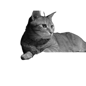 Grayscale Photo Of Cat Lying On Book – cat PNG with transparent background