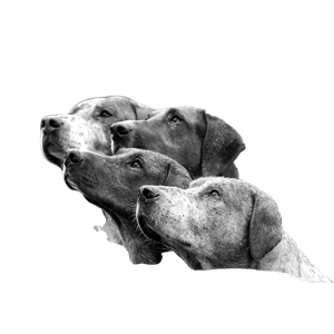 Grayscale Photo Of Dogs – cat PNG with transparent background